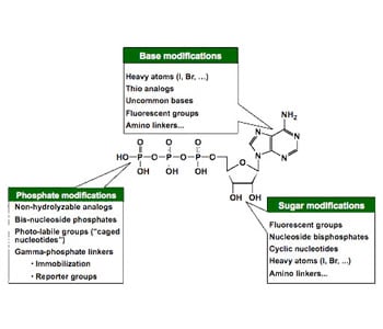 nucleoside - Carbohydrate and Nucleotide Development