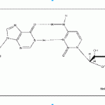 Structure of Polyinosinic-polycytidylic-acid-sodium-salt-CAS-42424-50-0