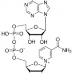 Structure of beta-NAD CAS 53-84-9