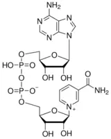 Structure of beta NAD CAS 53 84 9 - 2'-Deoxyadenosine-5'-triphosphate Trisodium Salt CAS 54680-12-5
