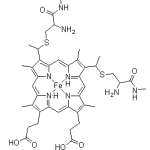 Structure of Cytochrome C CAS 9007-43-6