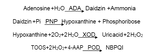 Assay Principle 2 - Adenosine Deaminase CAS 9026-93-1