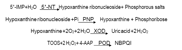 Assay Principle 3 - 5’-Nucleotidase CAS 9027-73-0