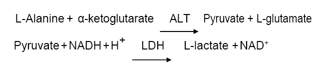 Assay Principle 7 - Alanine Aminotransferase CAS 9000-86-6