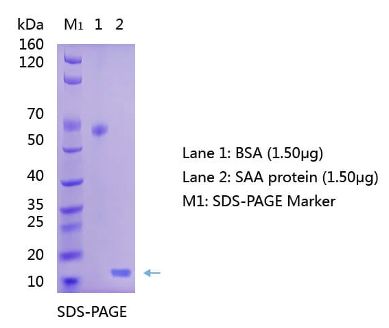 Anti Serum Amyloid A SAA Antibody WB - ARCA Cap Analog CAS 400806-46-4