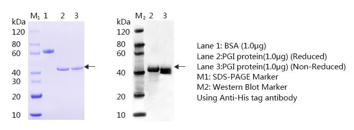 Pepsinogen I SDS page and WB - Anti-Pepsinogen I (Pepsinogen I, PG I, Zymogen of pepsin CAS 9001-10-9) antibody