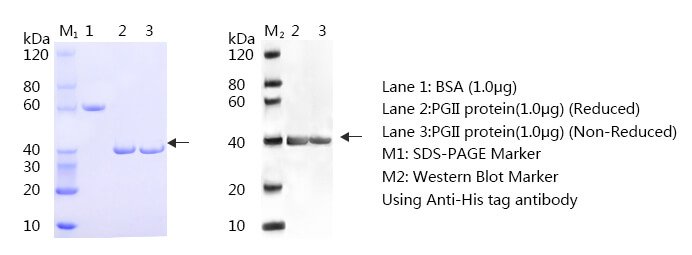 Pepsinogen II SDS PAGE and WB - Anti-Pepsinogen II (Pepsinogen II, PG II, Zymogen of pepsin CAS 9001-10-9) antibody