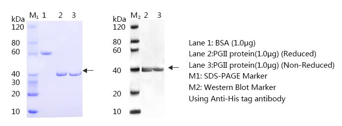 Anti-Pepsinogen II (Pepsinogen II, PG II, Zymogen of pepsin CAS 9001-10-9) antibody Pepsinogen II SDS PAGE and WB - Anti-Pepsinogen II (Pepsinogen II, PG II, Zymogen of pepsin CAS 9001-10-9) antibody