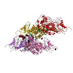 56093 23 3 - α1,4-galactosyltransferase CAS UENA-0210