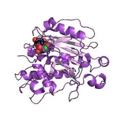 62213 42 7 - α1,4-galactosyltransferase CAS UENA-0210