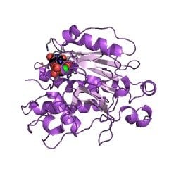 62213-42-7 alpha1, 3-galactosyltransferase; alpha1, 3GalT CAS 62213-42-7 EC 2.4.1.87
