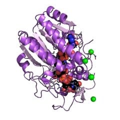 9032 89 7 - Glycopeptidase CAS UENA-0200