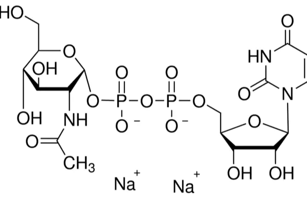 Structure of UDP N acetylglucosamine CAS 91183 98 1 600x393 - UDP-N-acetylglucosamine CAS 91183-98-1