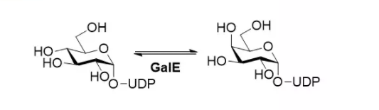UDP-glucose 4-epimerase CAS 9032-89-7 EC# 5.1.3.2
