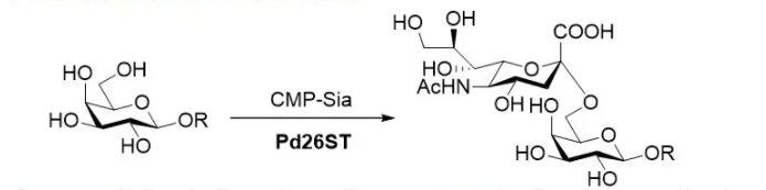 alpha26 sialyltransferase Pd26ST CAS 9075 81 4 EC 2.4.99.1 - alpha2 6-sialyltransferase; Pd26ST CAS 9075-81-4 EC 2.4.99.1