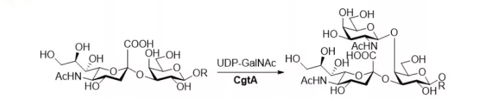 beta1, 4-N-acetylgalactosaminyltransferase; CgtA CAS 67338-98-1 EC 2.4.1.92