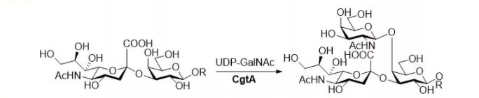 beta1 4 N acetylgalactosaminyltransferase CgtA CAS 67338 98 1 EC 2.4.1.92 - beta1, 4-N-acetylgalactosaminyltransferase; CgtA CAS 67338-98-1 EC 2.4.1.92