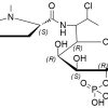 Clindamycin EP Impurity L CAS 620181-05-7