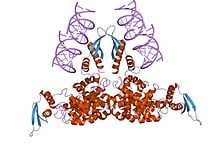 Structure of RNase III CAS UENA 0194 - Recombinant Kex2 Protease CAS UENA-0219