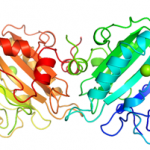 Structure of UltraNuclease CAS 9025-65-4