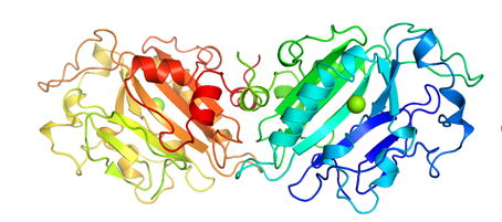 Structure of UltraNuclease CAS 9025 65 4 - Recombinant Kex2 Protease CAS UENA-0219