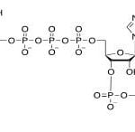 Structure of m7Gppp CAS UENA-0198