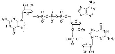 Structure of m7GpppNm CAS UENA 0197 - Recombinant protein A CAS UENA-0220