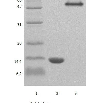 sds page 1005 01 3 393x400 - Recombinant Human Epidermal Growth Factor, 1-51a.a. (rHuEGF,1-51a.a.) CAS 105-042-1816