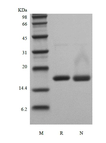sds-page-101-36F