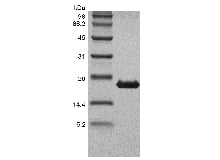 sds page 103 02 3 - Recombinant Human LR3 Insulin-like Growth factor-1, Media Grade (rHuLR3IGF-1,MediaGrade) CAS 105-03-1816