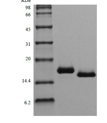 sds page 103 05 3 348x400 - Recombinant Human Fms-related Tyrosine Kinase 3 Ligand (rHuFlt-3Ligand) CAS 103-05-1816