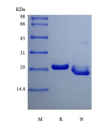 sds page 103 08A 2 - Recombinant Human Oncostatin-M, 195a.a. (rHuOSM,195a.a.) CAS 103-081-1816