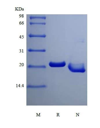 sds-page-103-08A