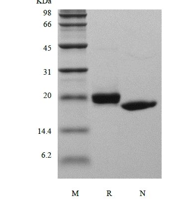 sds page 103 13 3 366x400 - Recombinant Human Tumor Necrosis Factor-beta/TNFSF1 (rHuTNF-beta/TNFSF1) CAS 103-02-1816