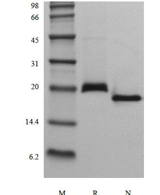 sds page 103 18R 3 329x400 - Recombinant PreScission Protease (rPPase) CAS 461-03-1816
