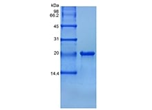 sds-page-103-22