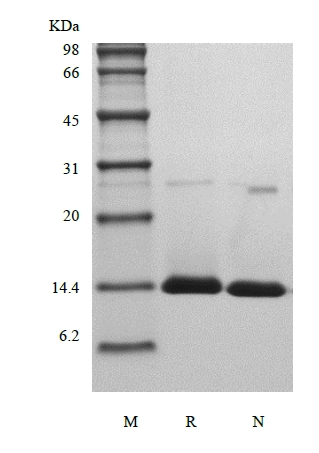 sds page 103 25 2 - Recombinant Human Activation-induced TNFR member Ligand/TNFSF18 (rHuAITRLigand/TNFSF18) CAS 103-25-1816