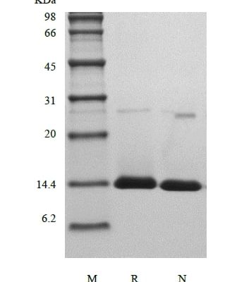 sds page 103 25 3 319x400 - Recombinant Human Apolipoprotein-Serum Amyloid A1 (rHuApo-SAA1) CAS 602-26-1816