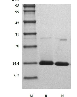 sds page 103 25 3 319x400 - Recombinant Human Activation-induced TNFR member Ligand/TNFSF18 (rHuAITRLigand/TNFSF18) CAS 103-25-1816