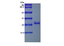 sds page 103 29R 3 - Recombinant Human Apolipoprotein-Serum Amyloid A1 (rHuApo-SAA1) CAS 602-26-1816