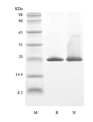 sds page 104 10 2 - Recombinant Human Keratinocyte Growth Factor-2/FGF-10 (rHuKGF-2/FGF-10) CAS 104-10-1816