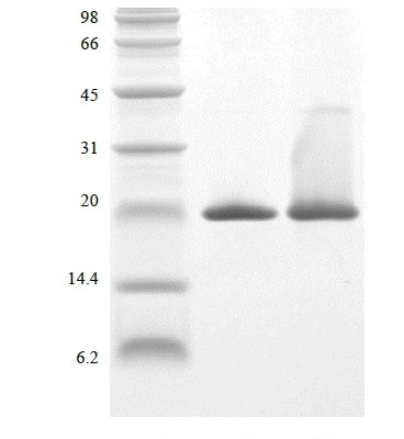 sds page 104 10 3 368x400 - Recombinant Human Apolipoprotein-Serum Amyloid A1 (rHuApo-SAA1) CAS 602-26-1816