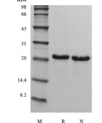 sds page 104 21 3 331x400 - Recombinant Human Apolipoprotein-Serum Amyloid A1 (rHuApo-SAA1) CAS 602-26-1816