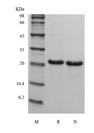 sds-page-104-21