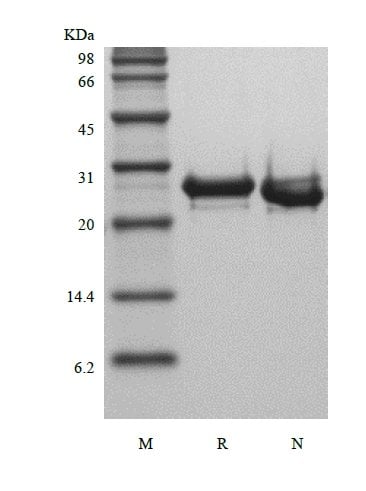 sds page 104 23 2 - Recombinant Human Fibroblast Growth Factor 23 (rHuFGF-23) CAS 104-23-1816