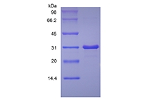 sds page 105 01B7 3 - Recombinant Human Epidermal Growth Factor, 1-51a.a. (rHuEGF,1-51a.a.) CAS 105-042-1816