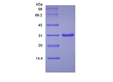 sds-page-105-01B7