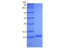 sds page 105 02 3 - Recombinant Human LR3 Insulin-like Growth factor-1, Media Grade (rHuLR3IGF-1,MediaGrade) CAS 105-03-1816