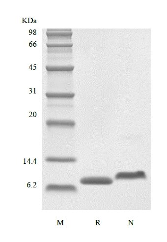 sds page 105 03 2 - Recombinant Human LR3 Insulin-like Growth factor-1, Media Grade (rHuLR3IGF-1,MediaGrade) CAS 105-03-1816