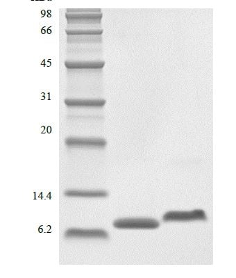 sds page 105 03 3 340x400 - Recombinant Human Epidermal Growth Factor, 1-51a.a. (rHuEGF,1-51a.a.) CAS 105-042-1816